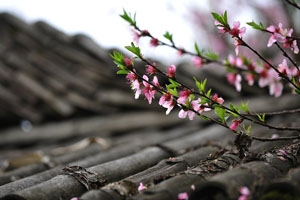 又是一年桃花开